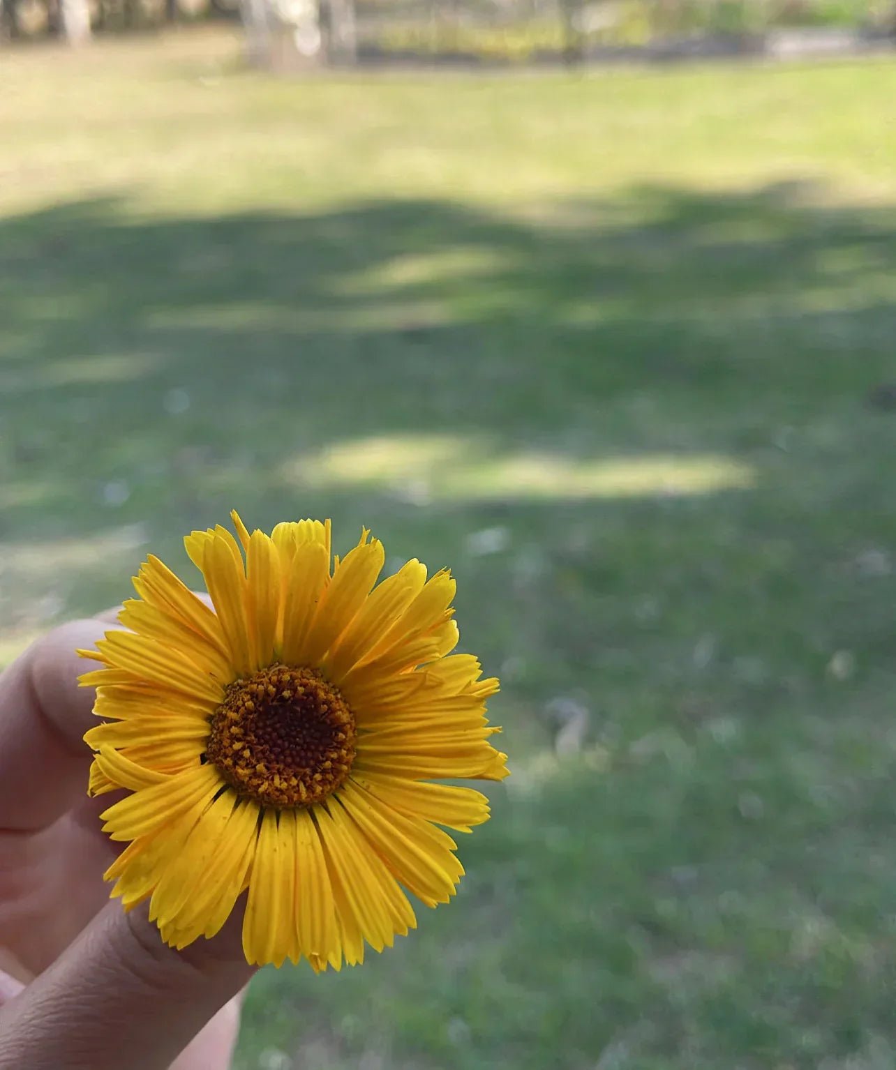 Calendula - TALULAH SAGE BOTANICALS