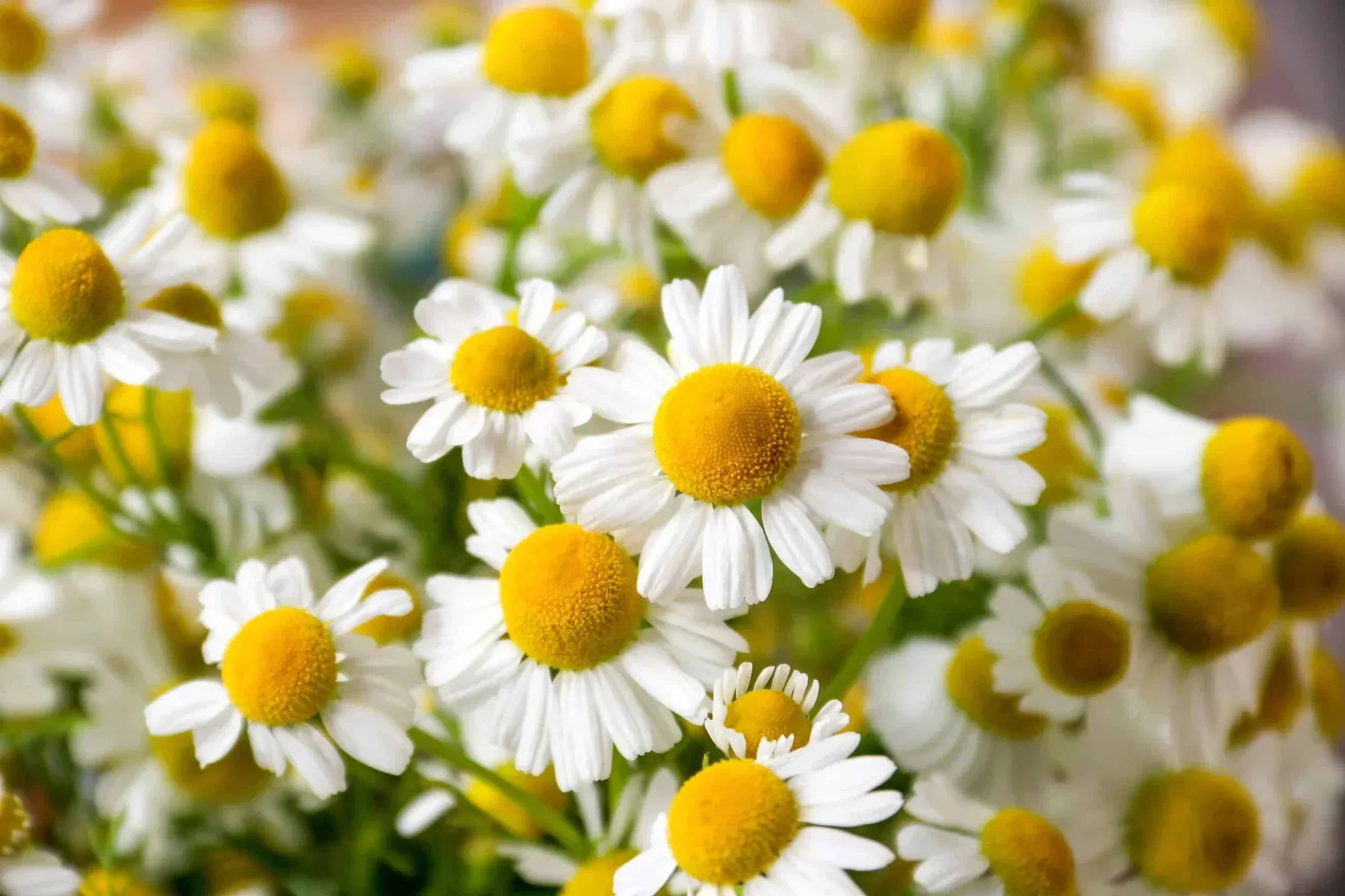 Chamomile - TALULAH SAGE BOTANICALS