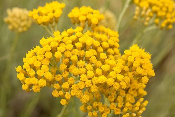 Helichrysum - TALULAH SAGE BOTANICALS