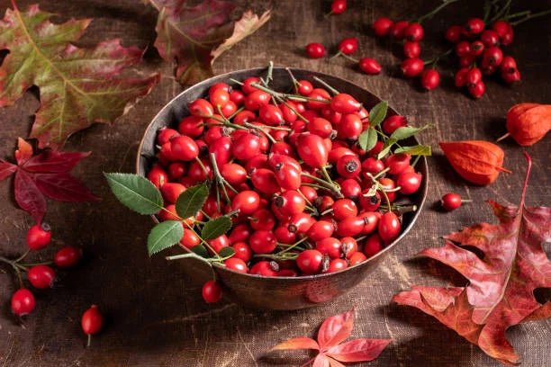 Rosehip Oil - TALULAH SAGE BOTANICALS